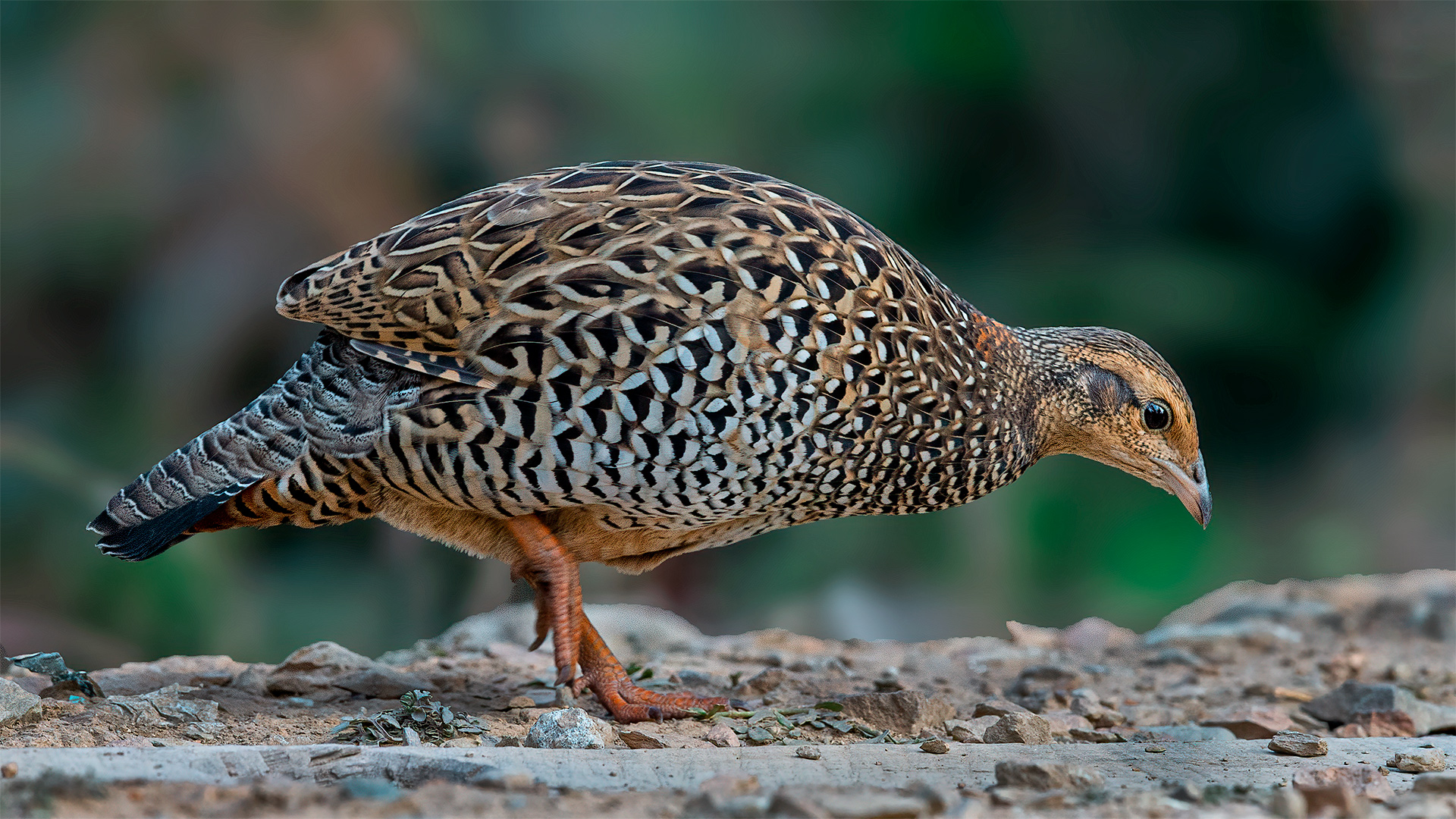 Black Francolin — Ana fotoğraf